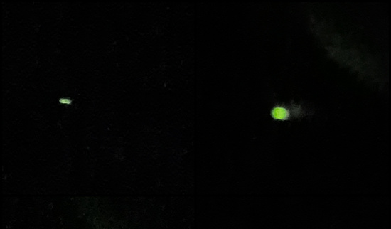 Kleine Leuchtkäfermännchen Foto: Sabine Brödner