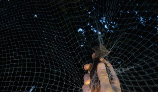 Eine Fledermaus wurde gefangen und aus dem Netz befreit Foto: Bernd Seifert
